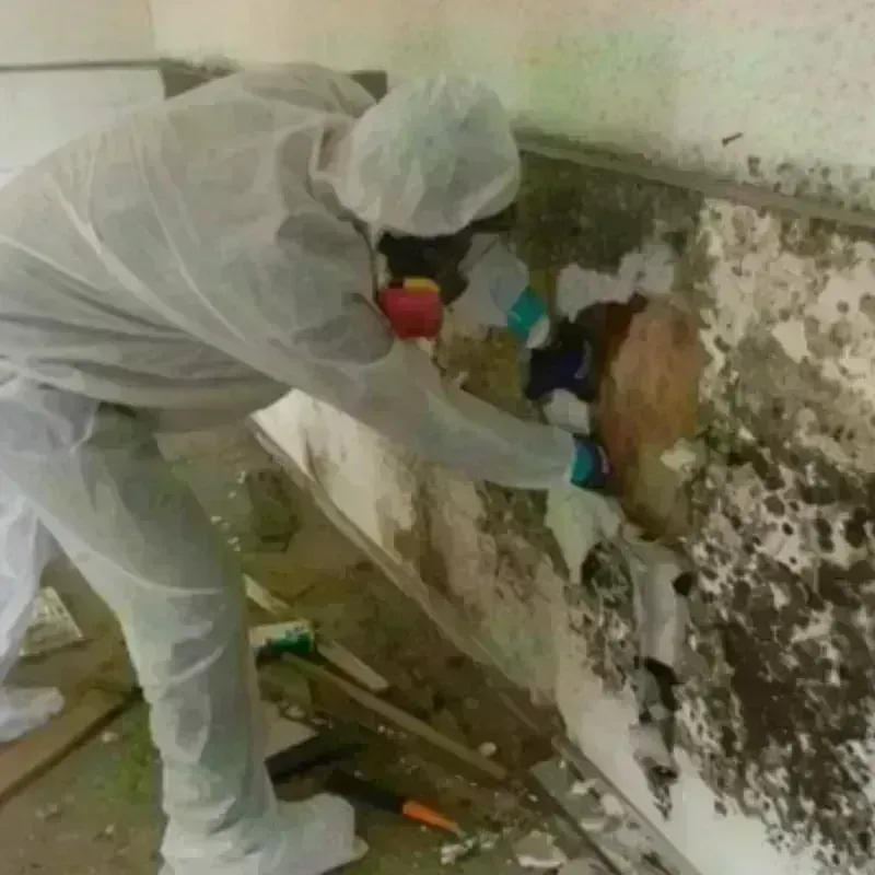 Mold Remediation and Removal in Franklin County, IL